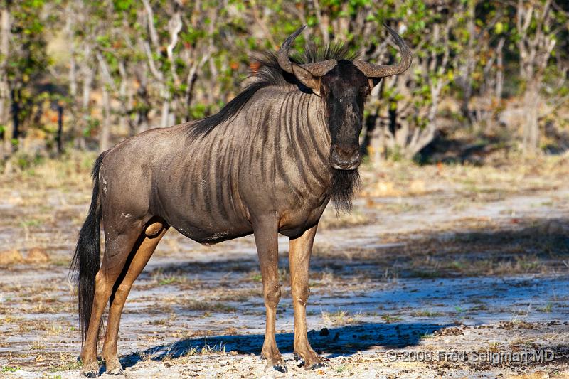 20090616_085304 D300 (1) X1.jpg - Wildebeast in Selinda Spillway, Botswana